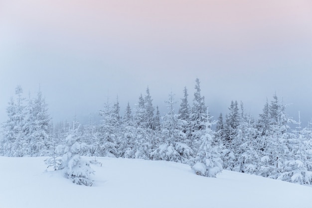 Gefrorener Winterwald im Nebel. Kiefer in der Natur bedeckt mit frischem Schnee Karpaten, Ukraine