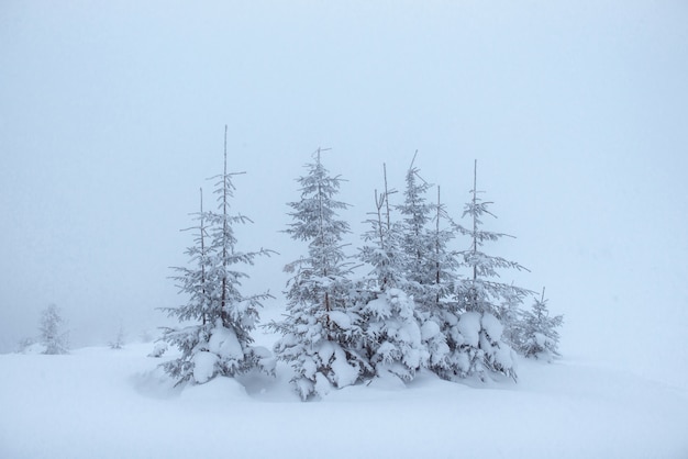 Gefrorener Winterwald im Nebel. Kiefer in der Natur bedeckt mit frischem Schnee Karpaten, Ukraine