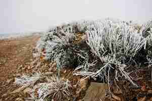 Kostenloses Foto gefrorenes gras auf bergfelsen hautnah