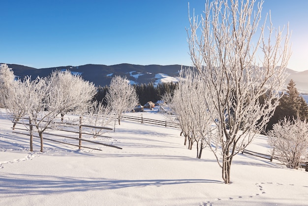 Geheimnisvolle winterlandschaft majestätische berge im winter. magischer schneebedeckter winterbaum. karpaten. ukraine