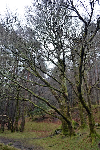 Kostenloses Foto geheimnisvoller wald mit alten gealterten und verwitterten bäumen, die mit moos bedeckt sind