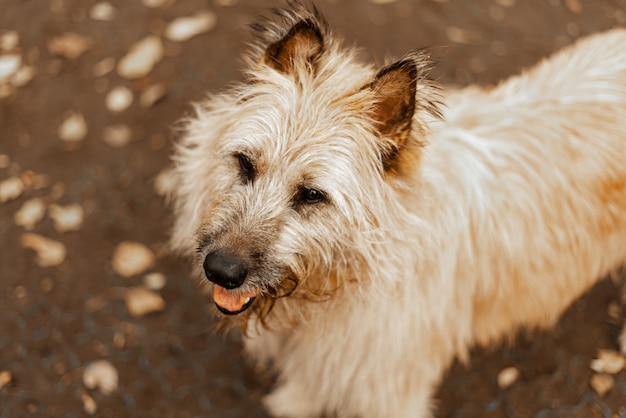 Gehen sie mit den hunden spazieren. hund aus einem tierheim. terrier