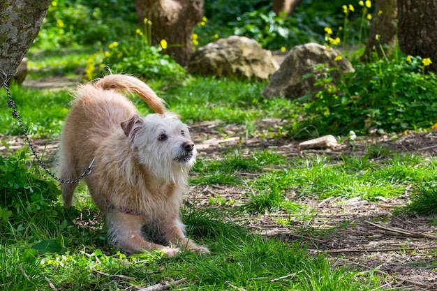 Gehorsamer beige Hund wartet eifrig auf seinen Besitzer in der maltesischen Landschaft.