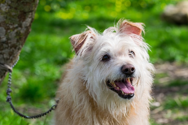 Gehorsamer beige Hund wartet eifrig auf seinen Besitzer in der maltesischen Landschaft.