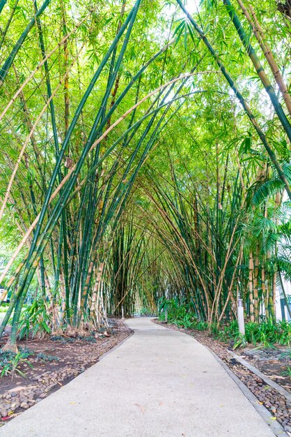 Gehweg mit Bambus