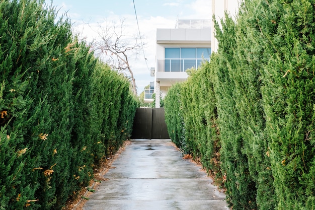 Gehweg und Baum