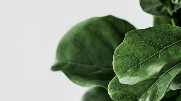 Geigenblatt-Feigen-Pflanze-Hintergrund auf Grau