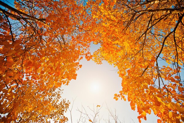 Gelbe Blätter der Bäume auf dem Hintergrund des Sonnenhimmels