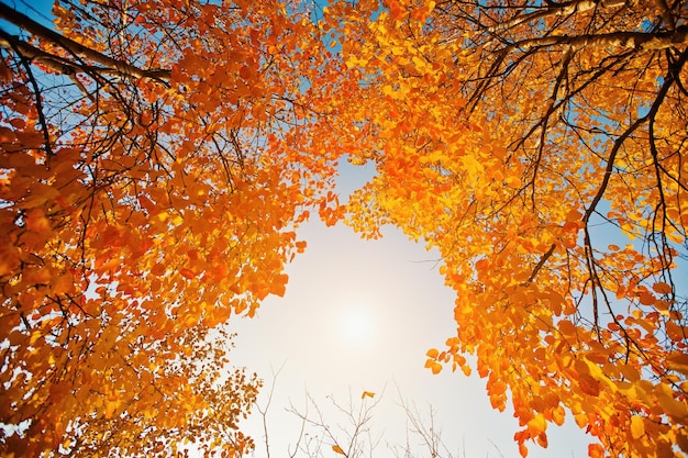 Gelbe Blätter der Bäume auf dem Hintergrund des Sonnenhimmels