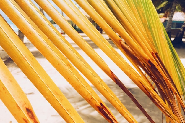 Kostenloses Foto gelbe blätter der palme am goldenen strand