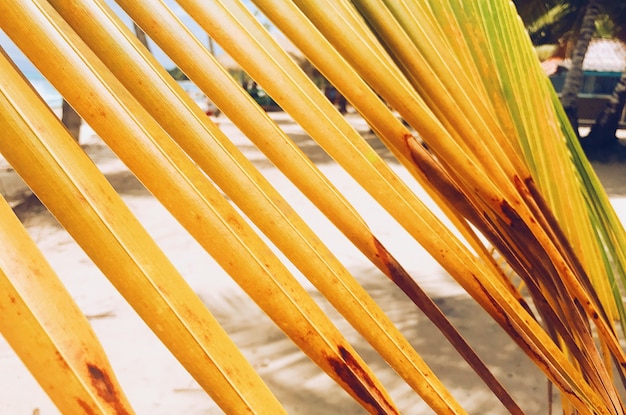 Gelbe Blätter der Palme am goldenen Strand