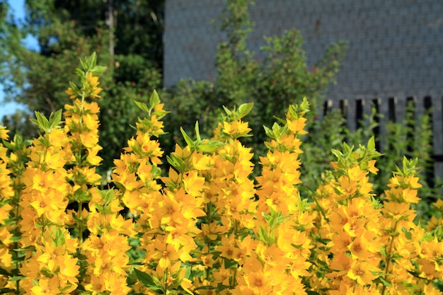 Gelbe blüten im ländlichen garten