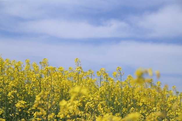 gelbe Blume am blauen Himmel