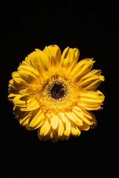 Gelbe Blume auf Schwarzem
