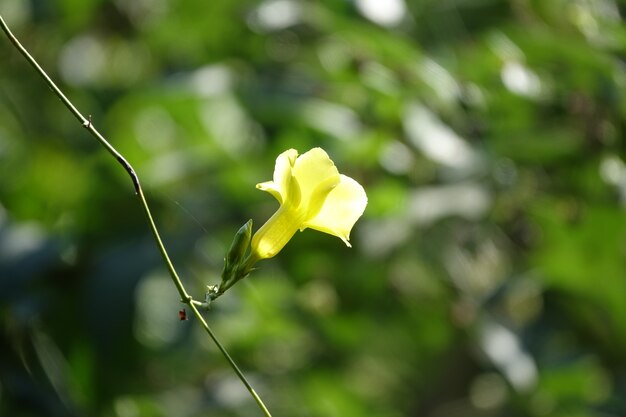 Gelbe Blume mit einem Hintergrund von Blättern aus dem Fokus