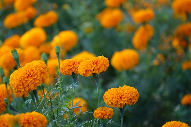 Gelbe Blume mit einem Hintergrund von gelben Blüten unscharf