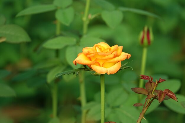 Gelbe Blume mit orangefarbenen Kanten