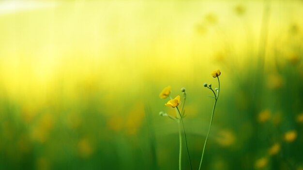 Gelbe Blumen auf Makroaufnahme