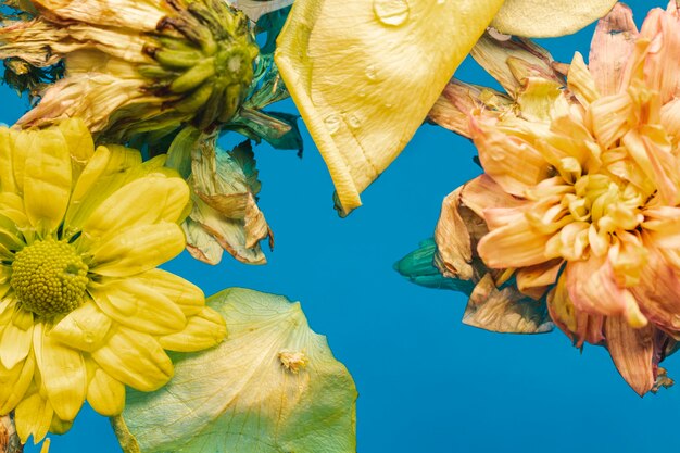 Gelbe Blumen der Draufsicht in der Wassernahaufnahme