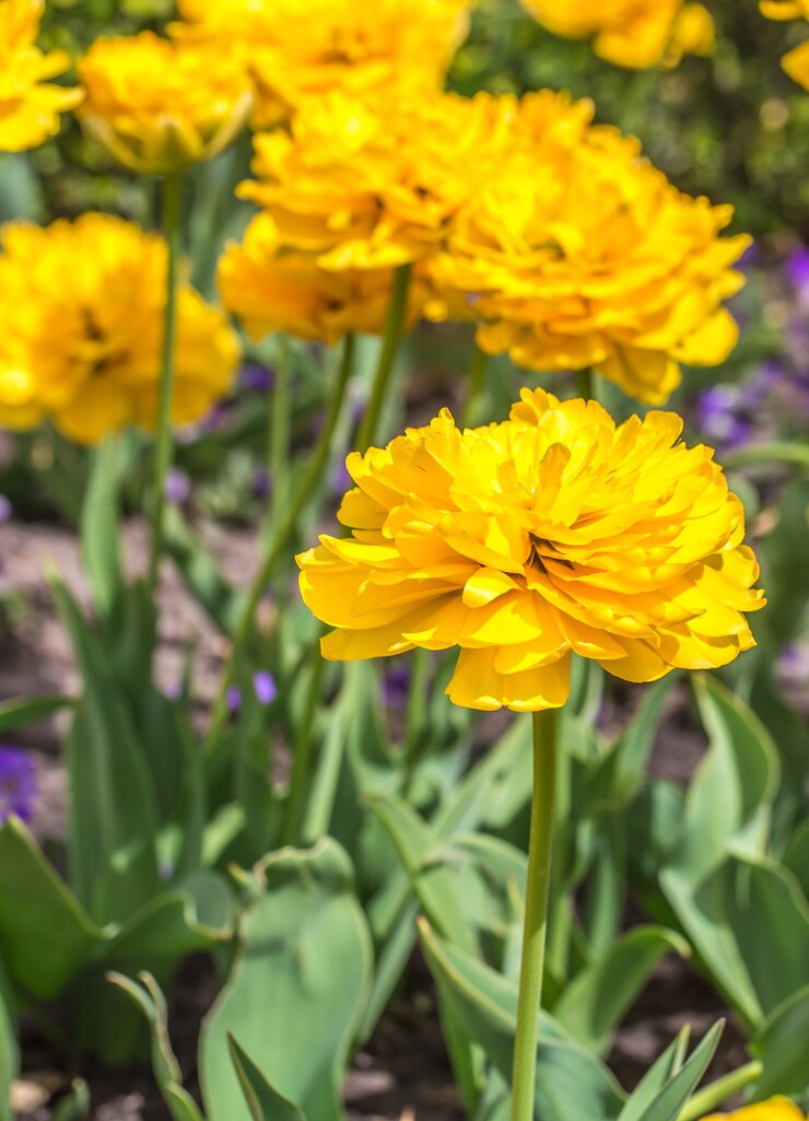 Kostenlose Foto gelbe blumen im garten
