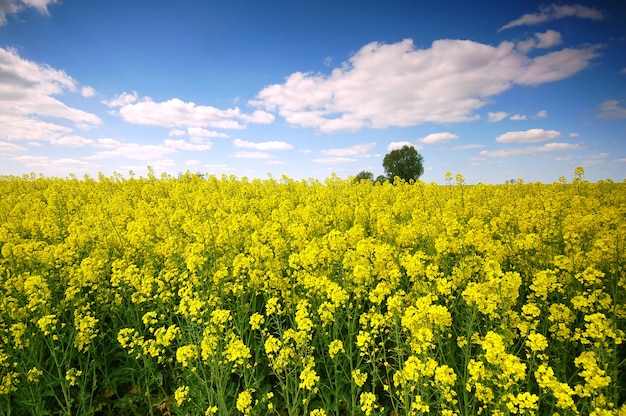 Kostenloses Foto gelbe blumen in einem feld mit wolken