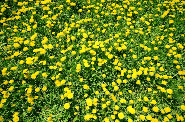 Gelbe Blumen sehen oben aus