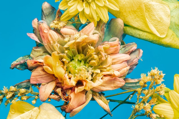 Gelbe Blumen und Blumenblätter der Draufsicht im Wasser