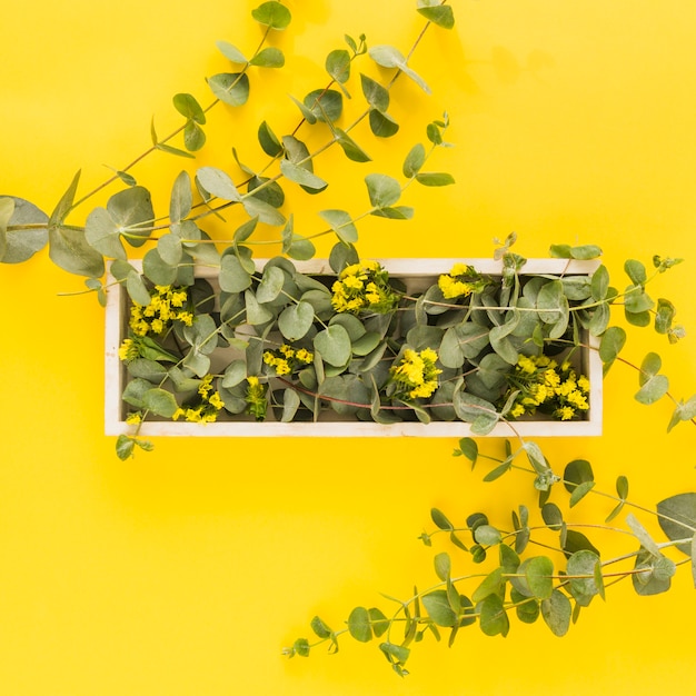 Gelbe Blumen und Grünblätter auf hölzernem Behälter gegen gelben Hintergrund