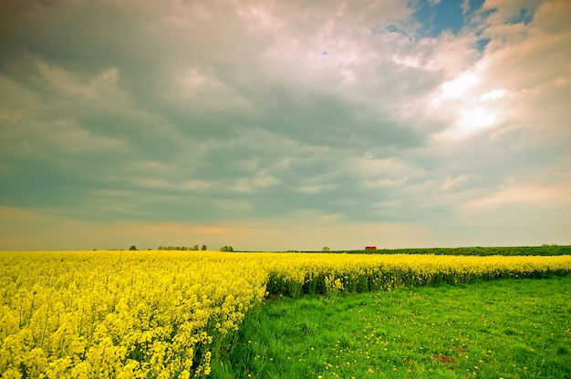 Gelbe Blumen wachsen