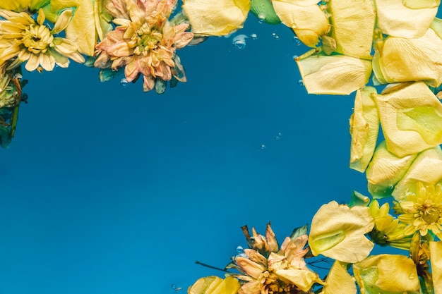 Gelbe Blumenblätter und Blumen im blauen Wasser mit Kopienraum