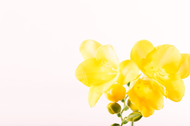 Gelbe helle Blume und Knospe