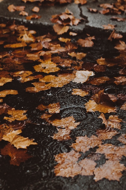 Gelbe Herbstblätter im Wasser auf einer überfluteten Straße am Bordstein