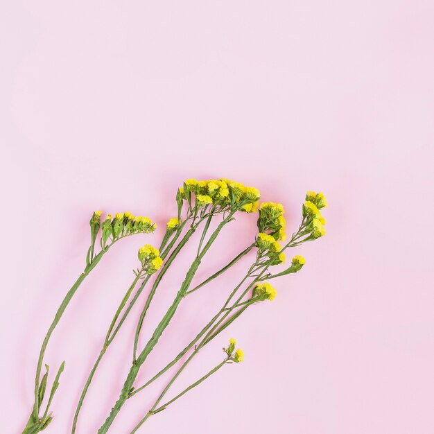 Gelbe kleine Blumenzweige auf rosa Hintergrund