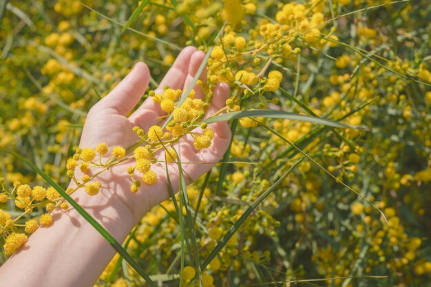 Gelbe Mimosenblumen natürliches Licht eine weibliche Hand hält einen Zweig eines blühenden Strauches Postkarte für Frauentag oder Ostern natürlich er Natur