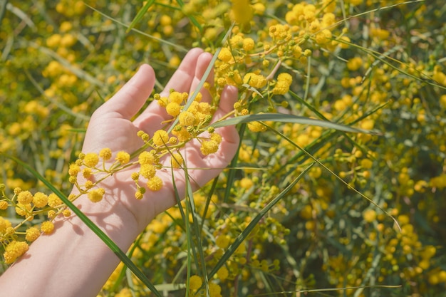 Gelbe Mimosenblumen natürliches Licht eine weibliche Hand hält einen Zweig eines blühenden Strauches Postkarte für Frauentag oder Ostern natürlich er Natur