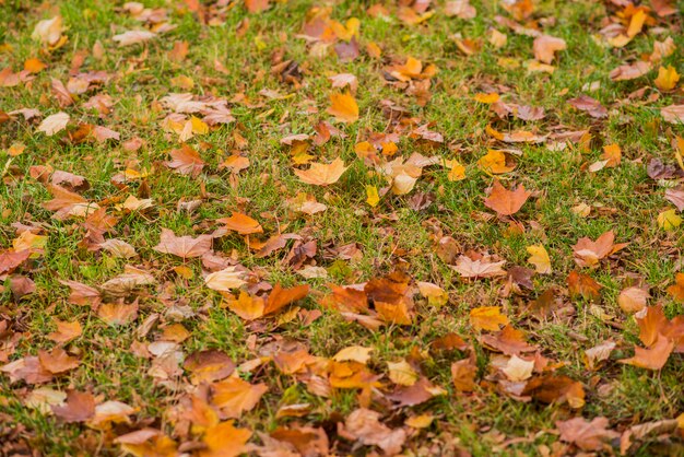 Gelbe, orange und rote Blätter im Herbst im schönen Herbst Park. Gefallene Herbstblätter.