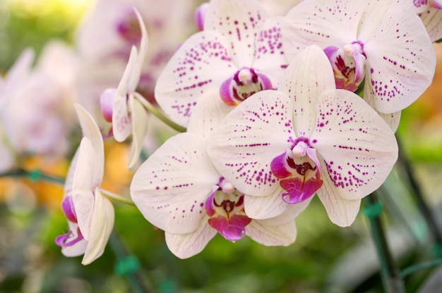 Gelbe phalaenopsis orchidee blume