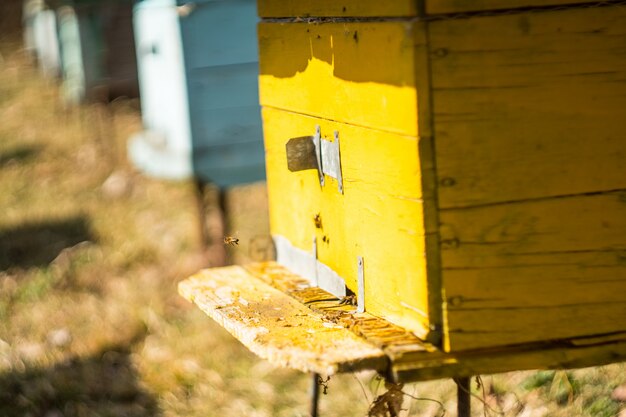 Gelbe und blaue hölzerne Bienenstockkästen