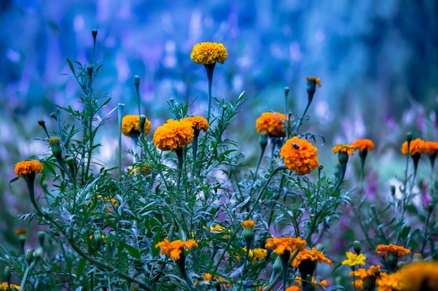 Gelbe und orange ringelblumen blühen tagetes unter anderen blumen im garten