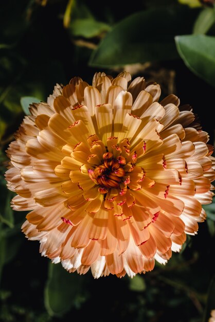 Gelbe und rosa Blume im Makro