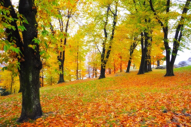 Gelbe und rote Blätter, die die Bäume im Park umgeben