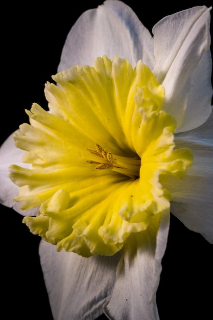 Gelbe und weiße Blume in Nahaufnahme