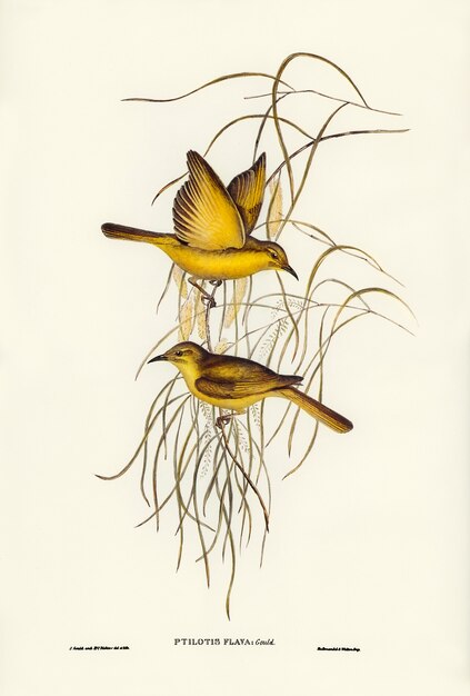 Gelber Honigfresser (Ptilotis Flava) illustriert von Elizabeth Gould