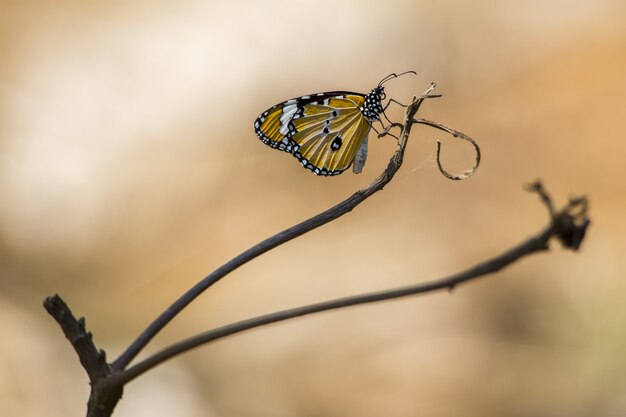 Gelber und schwarzer Schmetterling auf braunem Stiel