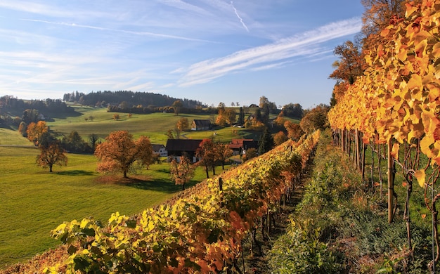 Gelbes Blattpflanzengrundstück nahe einer grünen Wiese während des Tages