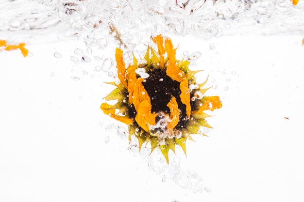 Gelbes Gänseblümchen, das in Wasser fällt