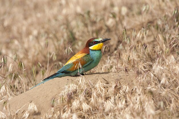 Gemeiner Bienenfresservogel mit bunten Federn thront auf einem Felsen