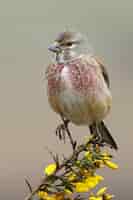 Kostenloses Foto gemeiner hänflingvogel (zuchtjahr cannabina) thront auf einem ast eines baumes mit gelben blüten