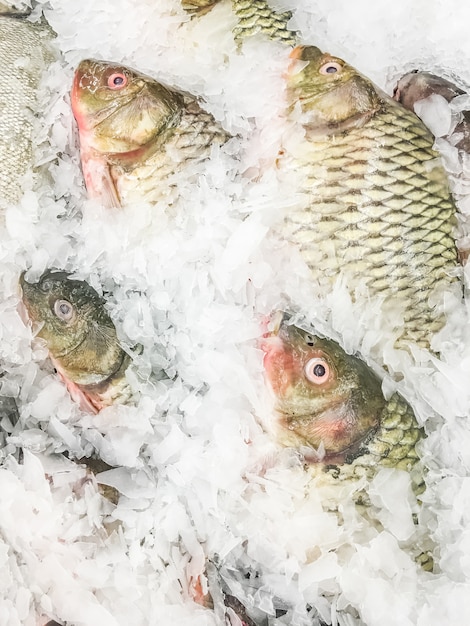 Kostenloses Foto gemeinsamer karpfenfisch