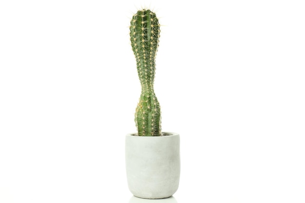 Kostenloses Foto gemütlicher hobbyanbau von zimmerpflanzen kaktus isoliert auf weißem hintergrund